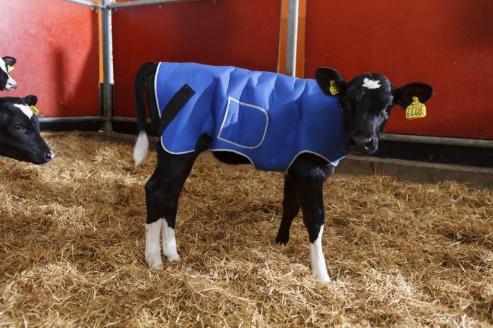 The Best Time to Start Using Coats on Young Animals